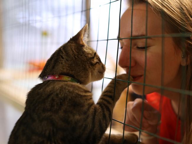 How Adoption Works PetSmart Charities